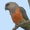 African Orange-bellied Parrot AJnnliKCR