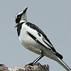 African Pied Wagtail nWnNZLC