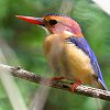 African Pygmy Kingfisher qVEr