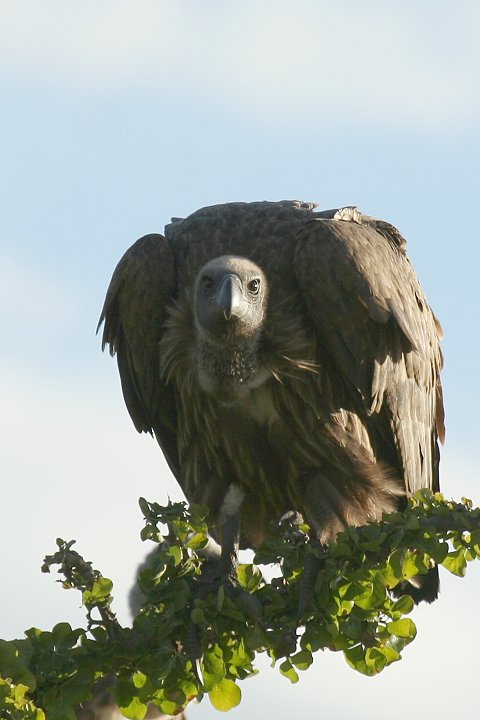 African White-backed Vultures