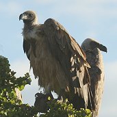 African White-backed Vulture RVWnQV