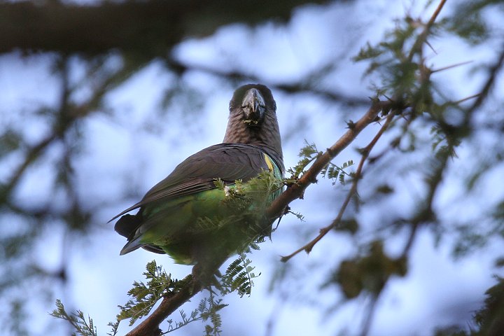 Brown Parrot