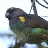 Brown Parrot NCR