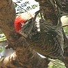 Cardinal Woodpecker AtJRQ
