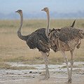 Common Ostrich@_`E