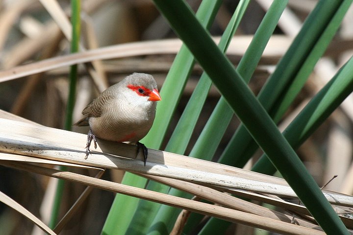 Common Waxbill