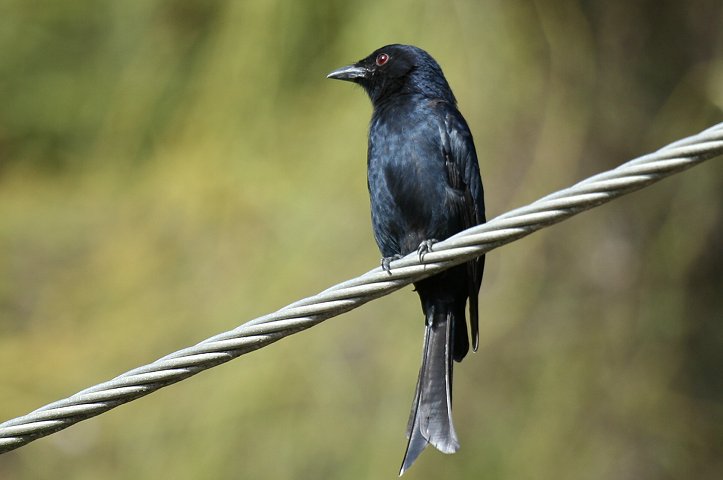 Fork-tailed Drongo