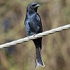 Fork-tailed Drongo NIE`E