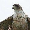 Great Sparrow Hawk IInC^J
