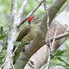 Green-backed Woodpecker qAtJAIQ