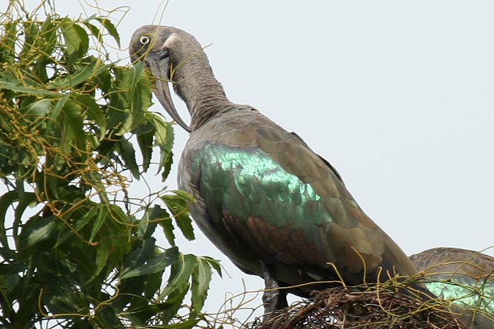 Hadada Ibis