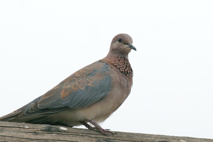 Laughing Dove