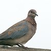 Laughing Dove Cog
