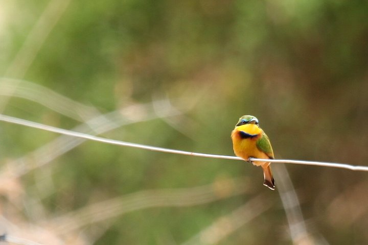 Little Bee-eater