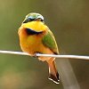 Little Bee-eater qn`NC