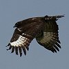 Long-crested Eagle G{VN}^J