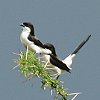 Long-tailed Fiscal IOIiKY
