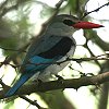 Mangrove Kingfisher }O[uVEr