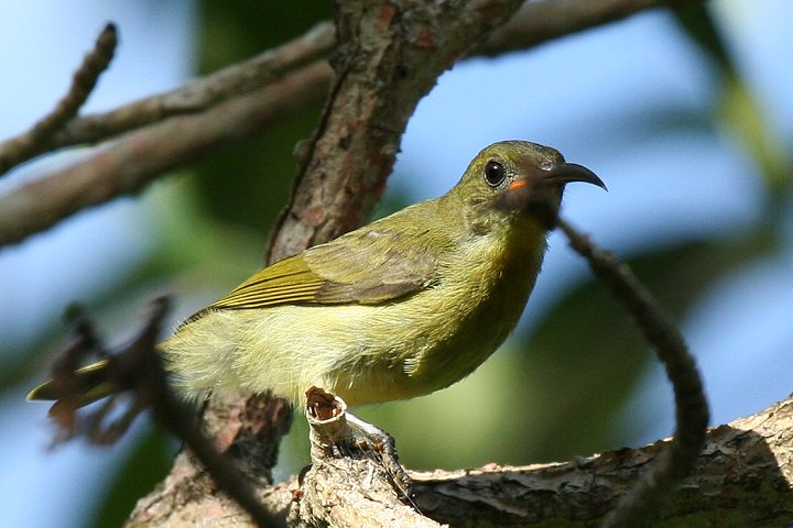 Olive Sunbird