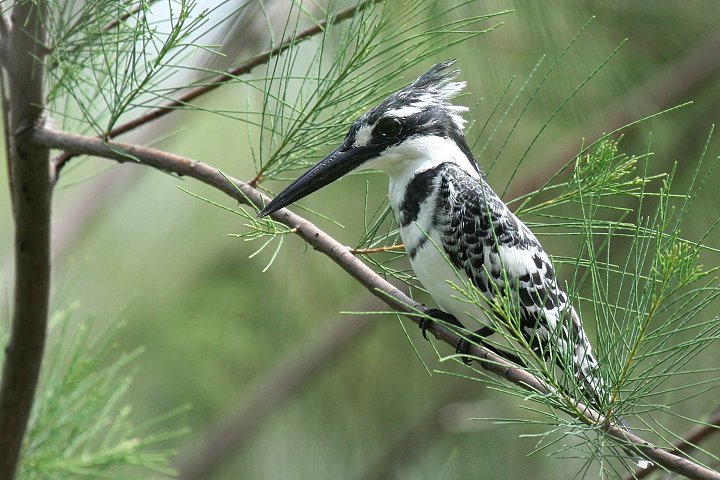 Pied Kingfisher