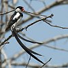 Pin-tailed Whydah ej`E