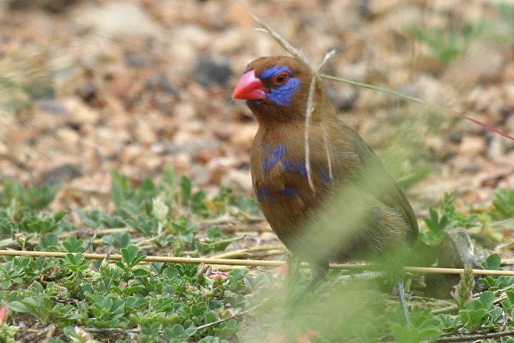 Purple Grenadier