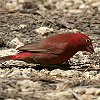 Red-billed Firefinch REMN`E