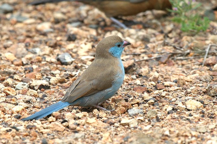Red-cheeked Cordon-bleu