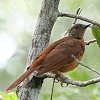 Red-tailed Ant-Thrush ANCcO~