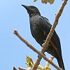 Red-winged Starling AJoleN
