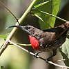 Scarlet-chested Sunbird ql^CE`E