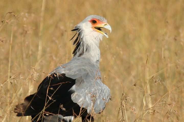 Secretary Bird