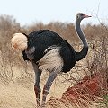 Somali Ostrich@\}A_`E