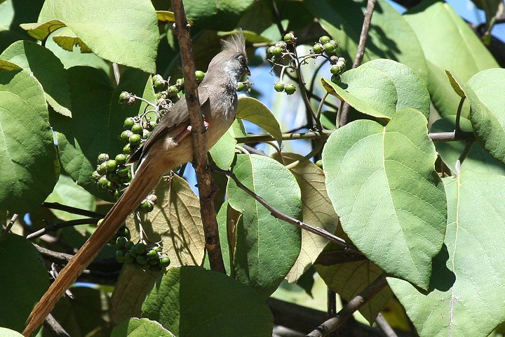 Speckled Mousebird