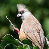 Speckled Mousebird `ClY~h