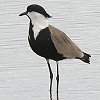 Spur-winged Lapwing coQ