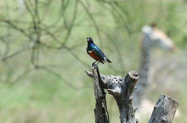 Superb Starling