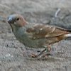 Swahili Sparrow XqnCKVXY