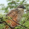 White-browed Coucal }~WoP