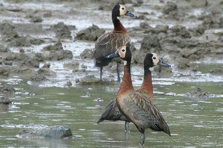 White-faced Whistling Duck