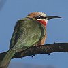 White-fronted Bee-eater Vr^Cn`NC