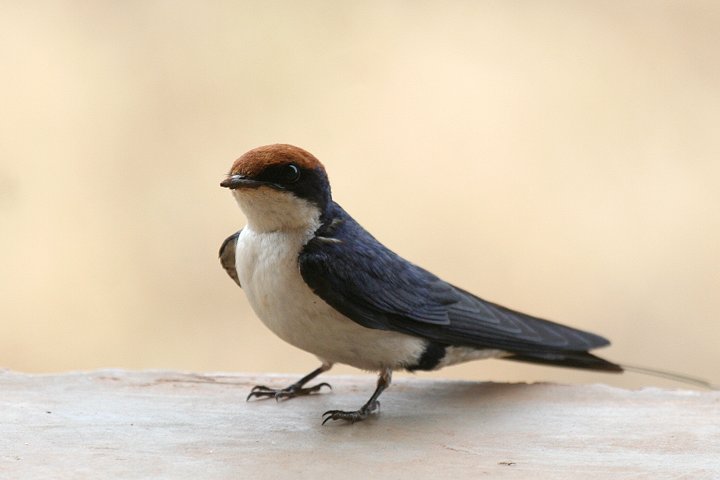 Wire-tailed Swallow