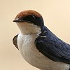 Wire-tailed Swallow nIco