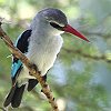 Woodland Kingfisher ZlKVEr
