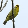 Yellow-fronted Canary L}JiA