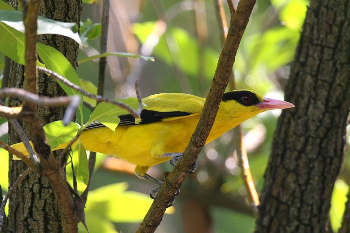 �R�E���C�E�O�C�X