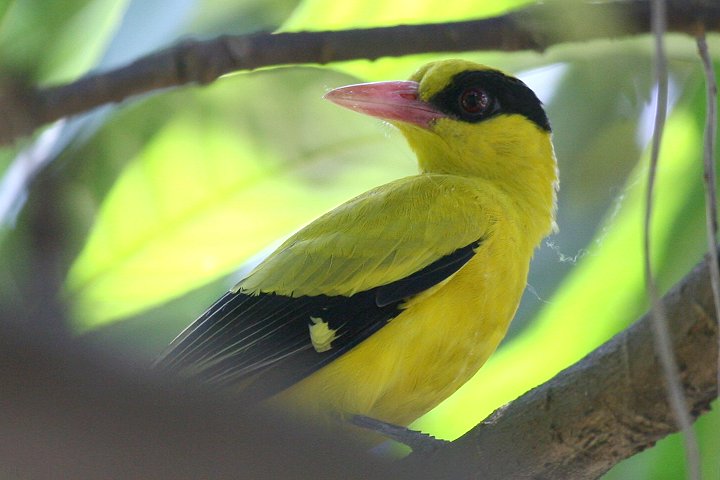 �R�E���C�E�O�C�X