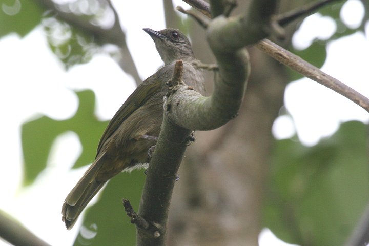 �A�J���q���h��