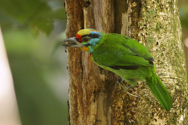 �S�V�L�h��