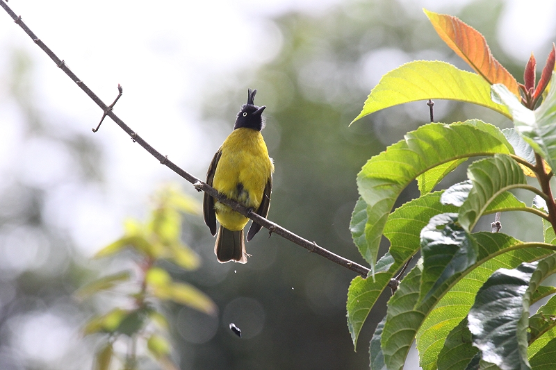 �G�{�V�q���h��